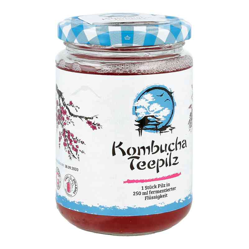 Kombucha Teepilz 1 stk von Hecht-Pharma GmbH PZN 01688955